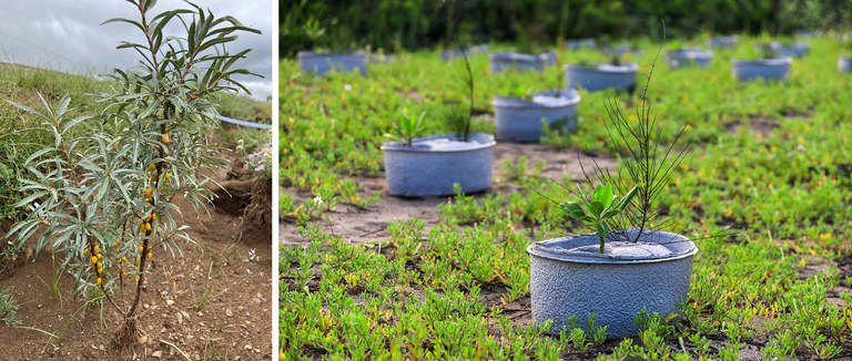 Sea buckthorn [left] is a native shrub in Mongolia that develops an extensive root system that hinders erosion. Tree saplings [right] are planted with water pots that stabilize their water supply. Credit: Compassionate Foundation