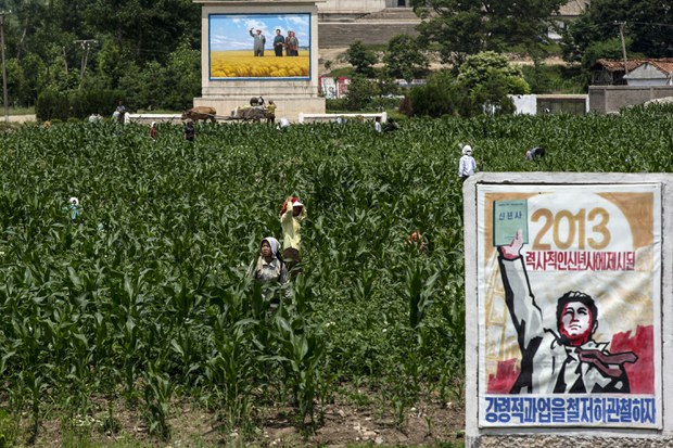 North Korea’s ‘corn inspection squads’ patrol rural streets to catch grain thieves