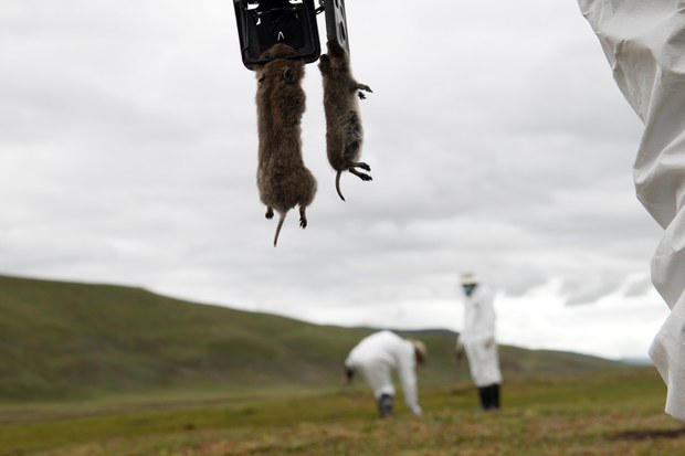 Two reported dead from ‘rodent plague’ in Tibet