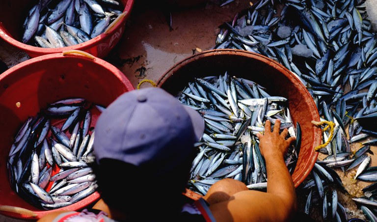 A fisherman sorts his catch of scad hauled after a trip to Scarborough Shoal in the port of Masinloc, the Philippines, May 28, 2021. Credit: BenarNews
