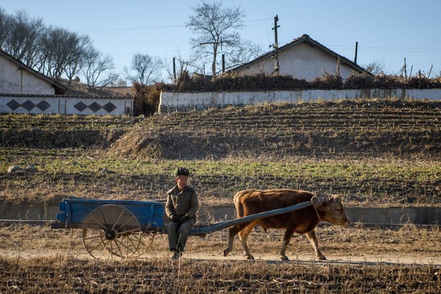 North Korean farmers question prioritization of ‘cows over people’