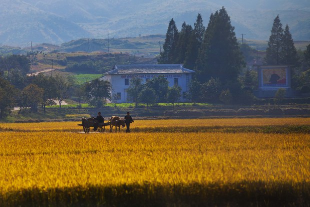 North Korean farmers pressured to repay debts early