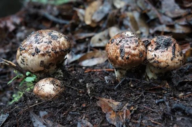 Matsutake mushrooms, seen in this undated photo, are a highly prized delicacy in many parts of Asia. (Citizen journalist)