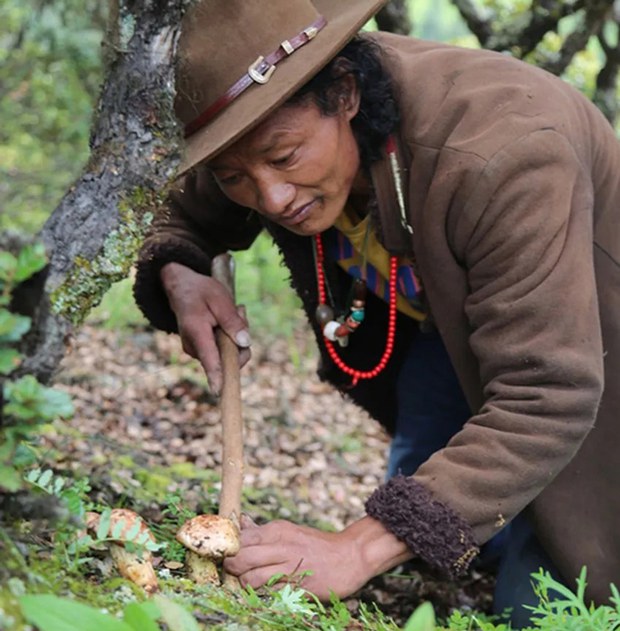 Wildfire destroys prized mushrooms, income source for Tibetans