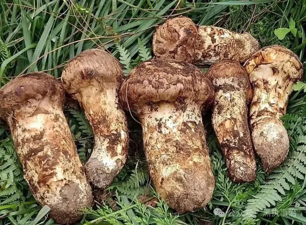 Matsutake mushrooms, seen in this undated photo, are referred to as 'oak mushrooms' in a nod to their symbiotic relationship with evergreen oak trees in Tibet. (Citizen journalist)